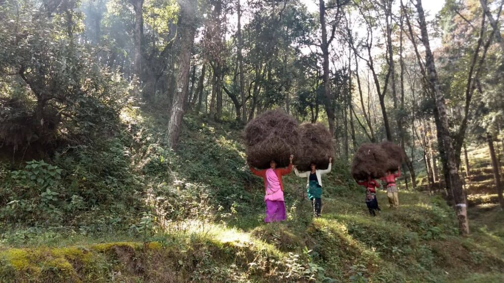 Bringing back dry grass to feed the livestock during the Kumaoni winters in Shitlakhet