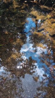 The forests around Shitlakhet are truly enchanted. The different paths lead you to different worlds.

One world has a grassland.  Another has a temple between two rocks. A third has pools at different levels.

An entire day can be spent getting lost in this forest.
--
#livingnayalap #kumaon #boutiquehotel #uttarakhand