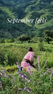 The best part about staying close to nature is the celebration it provides.
After days of rain - heavy and light - and grey clouds overhead, a little bit of sunshine just lights things up.
To be in an office is to ignore all of this. To be out, is the opposite.
--
#kumaonhimalayas #slowtravel #offbeatuttarakhand #himalayastay #shitlakhet