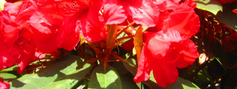 "Red Rhododendron" by Jennifer C. is licensed under CC BY 2.0
