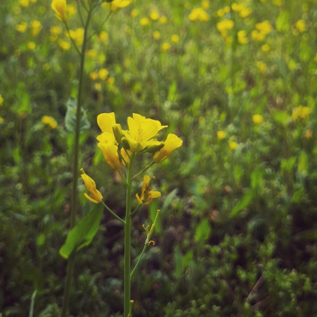mustard flowers in spring