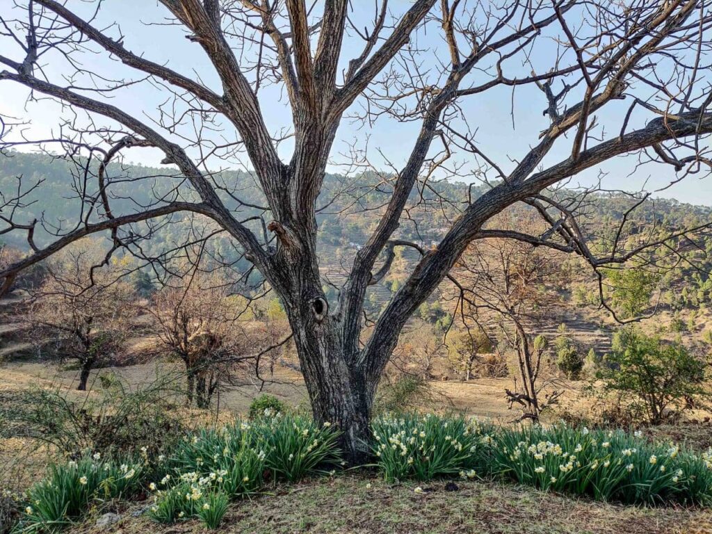 Daffodils under a walnut tree in the village of Salla Rautela in the Shitlakhet region.