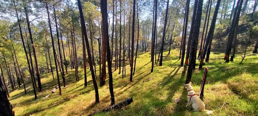 Go on a forest hike in the Himalayan foothills